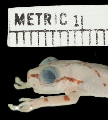 Media type: image;   Herpetology A-111570 Aspect: head lateral